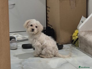 Maltese dogs Beautiful Jake Maltese boy puppy - Advert 6