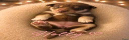 Mixed Breed dogs for sale: Puppy’s for finding there forever home  - Advert 19