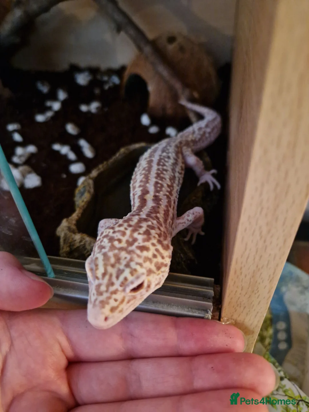 Mixed Breed reptiles for sale: Spotted pythons, royal python and leopard gecko - Advert 2