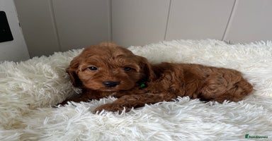 Cockapoo dogs - Advert 2