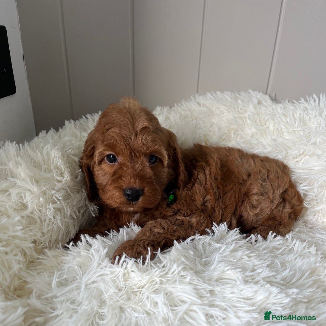Cockapoo dogs for sale: Red Cockapoo Puppies - Image 4