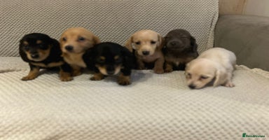 Miniature Dachshund dogs - Advert 12