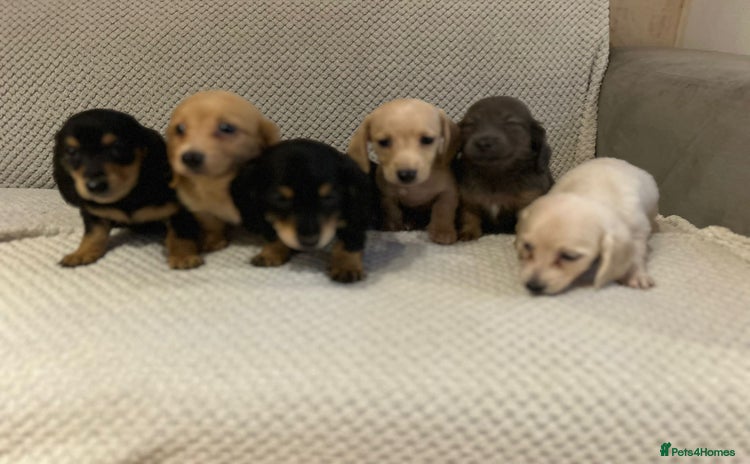 Miniature Dachshund dogs - Advert 1