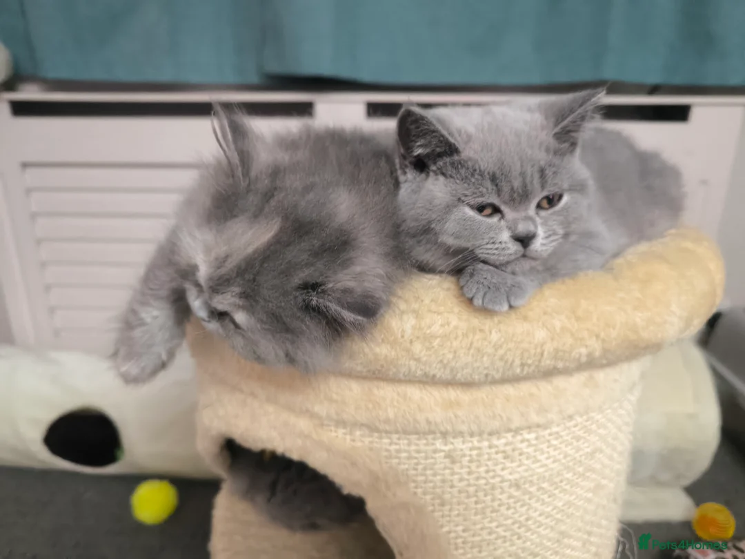 British Shorthair cats for stud:  GCCF registered STUD CHOCOLATE B blood group  in Beaconsfield - Advert 19