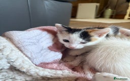 Mixed Breed cats for adoption: 3 beautiful kittens  - Image 3