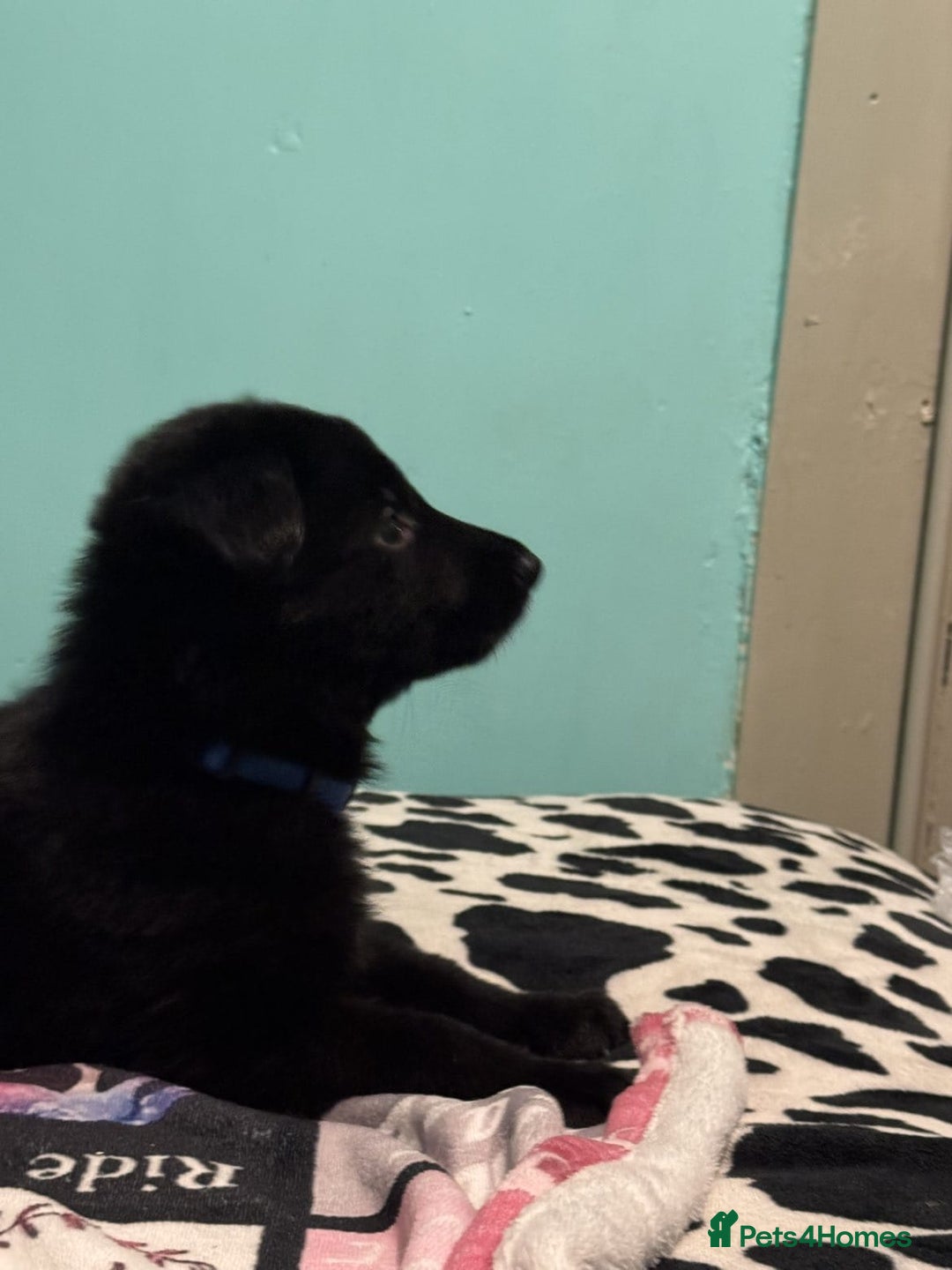 Shepsky dogs for sale: Shepski pups - Advert 26