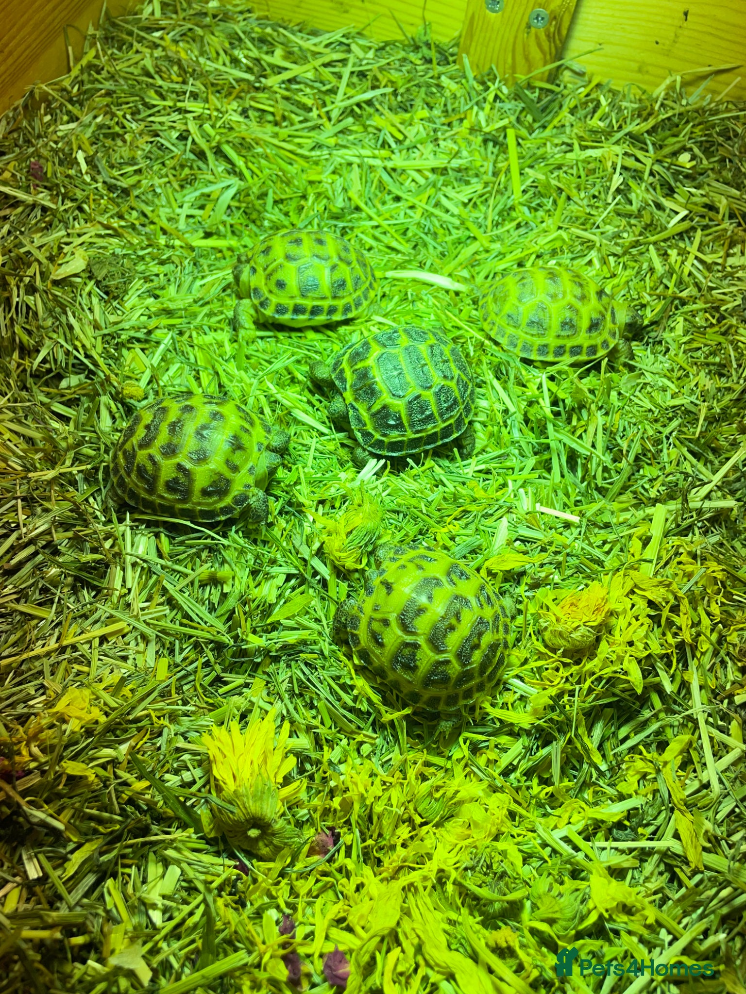 Tortoise reptiles for sale: Baby Horsefield Tortoises Available  - Advert 6
