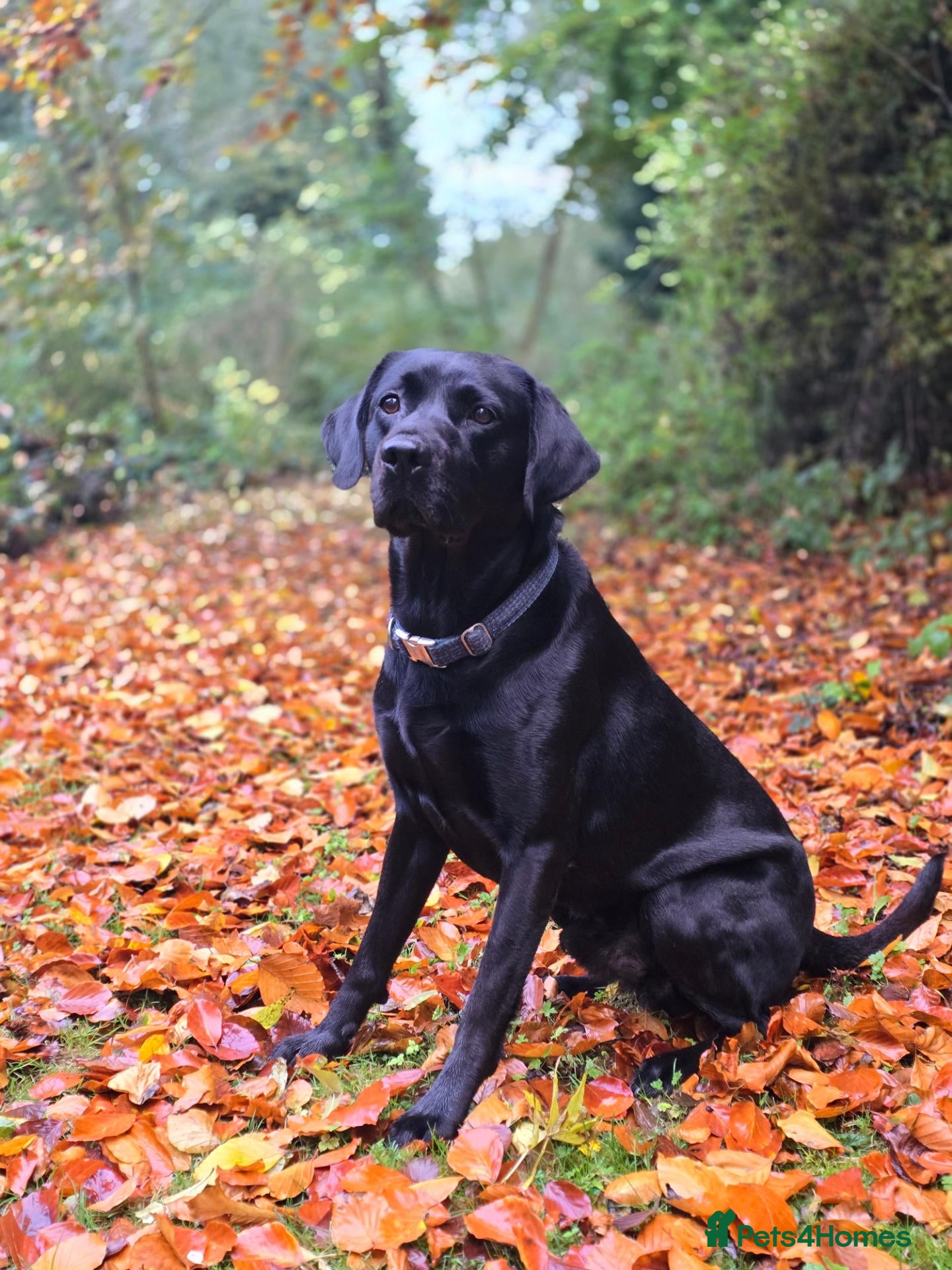 Labrador Retriever dogs Diesel - Advert 1