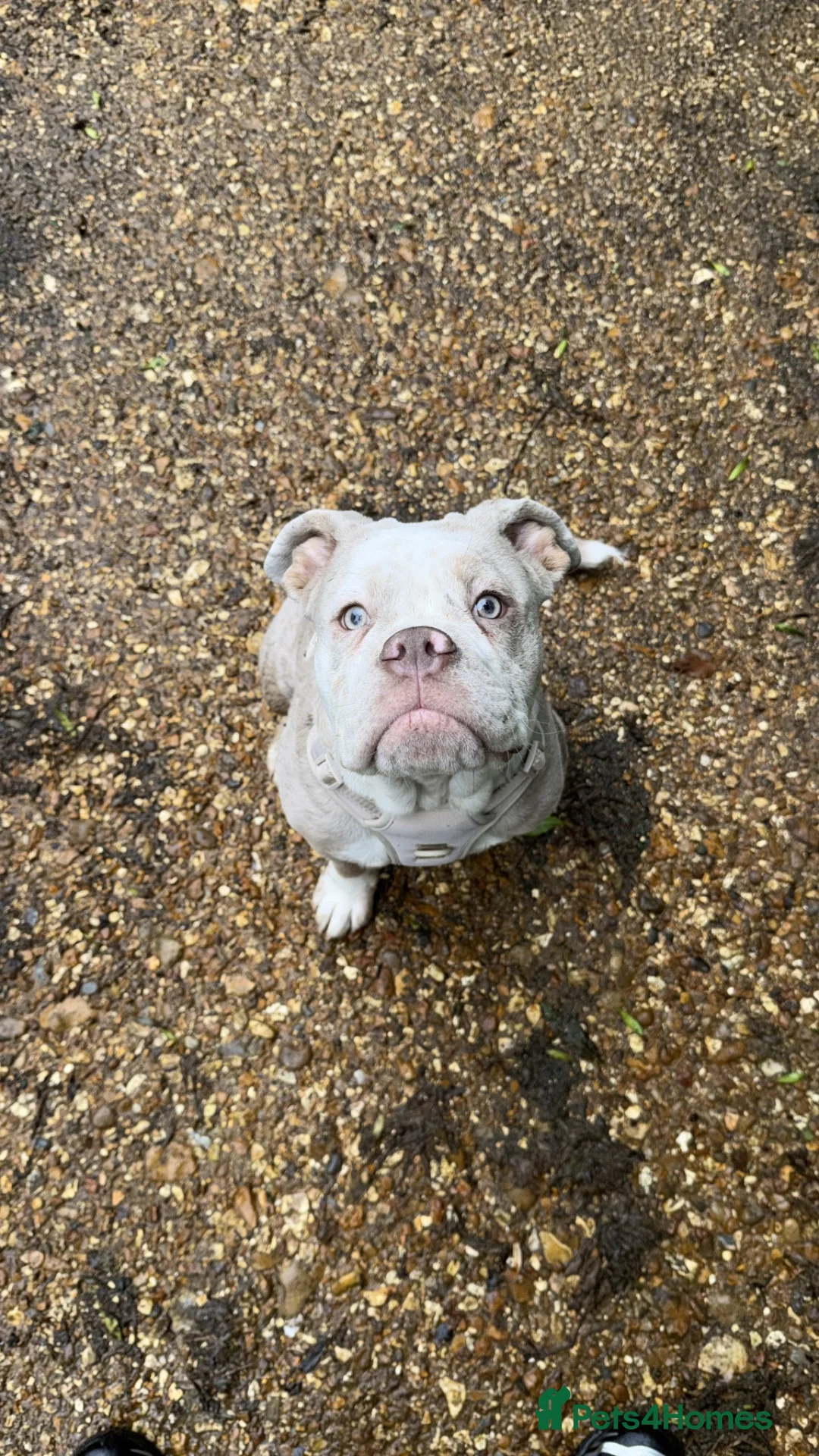 Olde English Bulldogge dogs for sale: 7 month old Olde English Bulldoge - Advert 4
