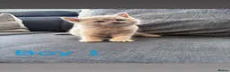 British Shorthair cats for sale: 4 beautiful British shorthair/Scottishfold kittens in Birmingham - Advert 13
