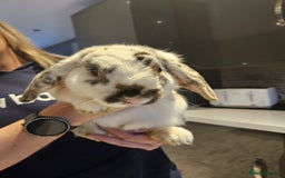 English rabbits for sale: 4 month old very friendly lovable lop rabbit  - Image 2