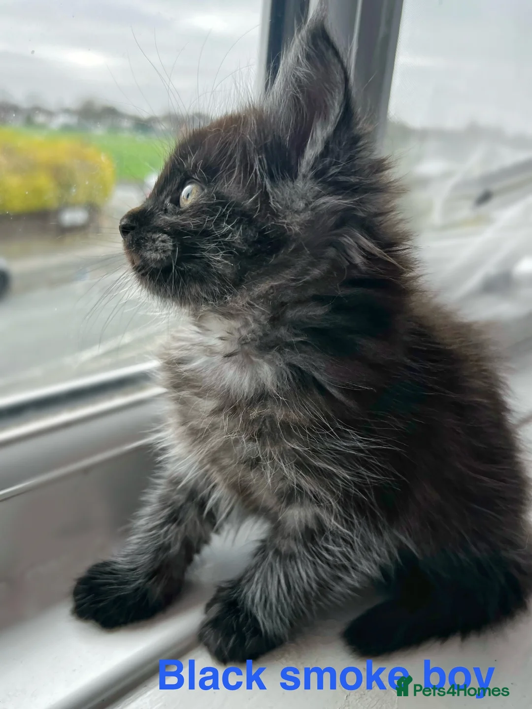 Maine Coon cats for sale: Maine coon last blue girl available 💜 - Advert 20