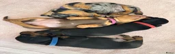 Miniature Dachshund dogs for sale: 🐾 LAST BOY LEFT - adorable miniature dachshund 🐾 - Advert 11