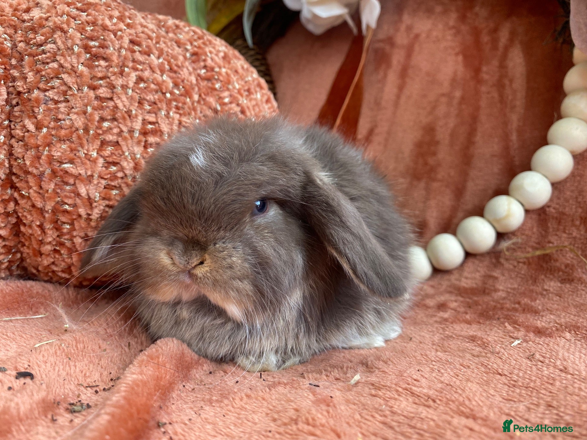 Mini Lop rabbits Mini lops - Advert 2