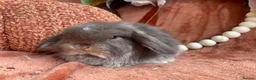 Mini Lop rabbits for sale: Mini lops - Advert 2