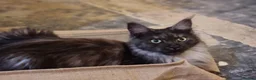Maine Coon cats for sale: Black Smoke maine coon  in Etchingham - Advert 10