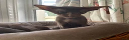Oriental cats for sale: The Birds litter. - Advert 3