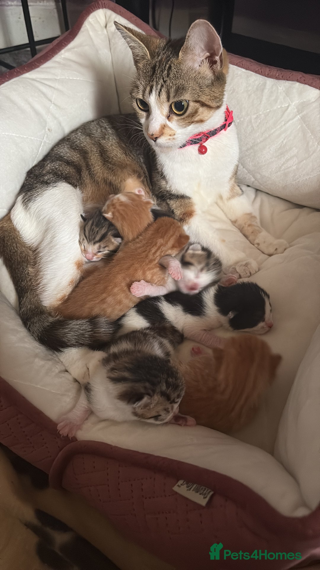 Mixed Breed cats for sale: Kittens  - Image 2