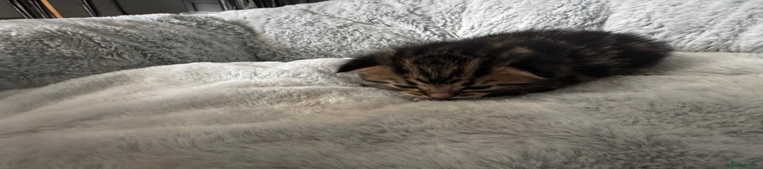 Maine Coon Kitten 2