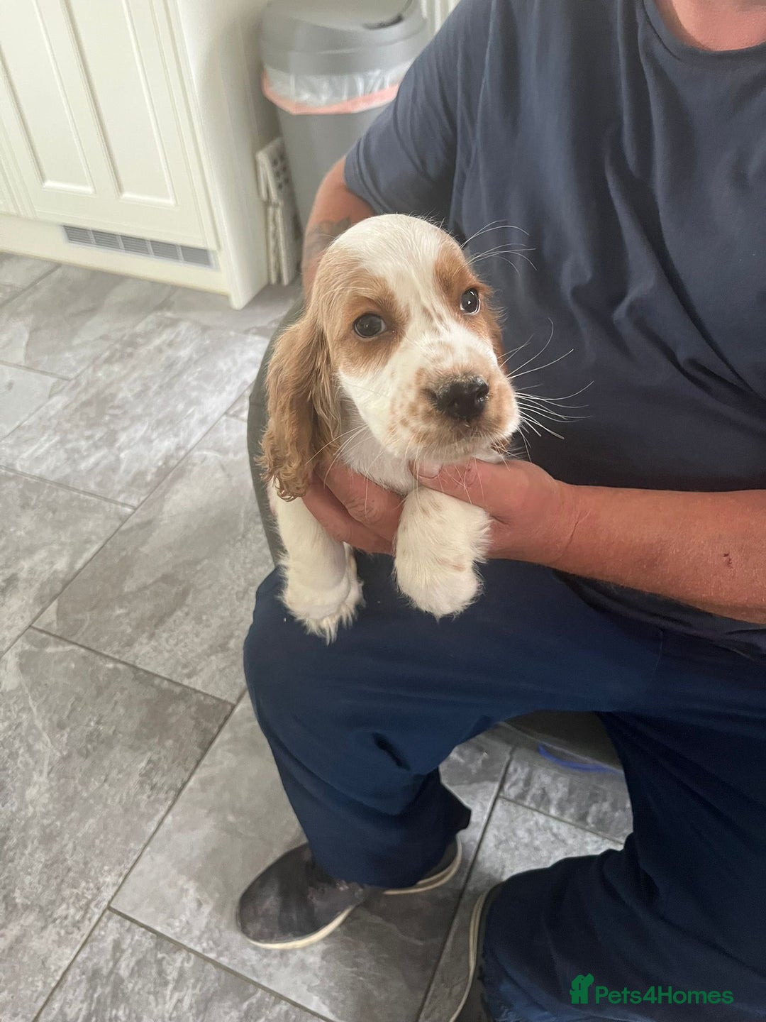 Cocker Spaniel dogs for sale: OUT STANDING  GORGEOUS SHOW TYPE COCKER SPANIEL  - Image 31