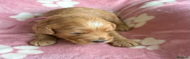 Cockapoo 2