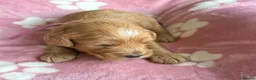 Cockapoo dogs for sale: Gorgeous cockerpoo puppies - Advert 5