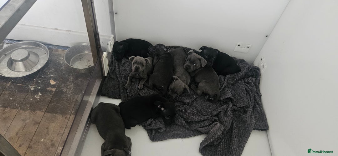 Staffordshire Bull Terrier dogs for sale: Beautiful black and blue kc pups - Image 3