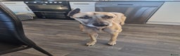 Lurcher dogs for sale: sadly im having to rehome and dont want £75  - Advert 3
