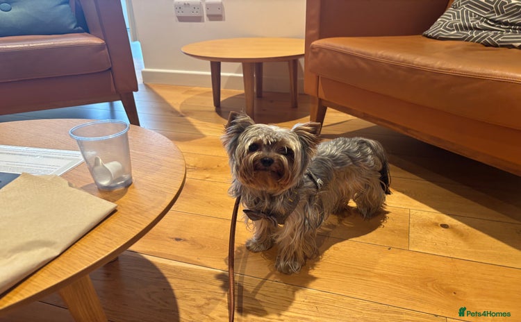 Yorkshire Terrier dogs - Advert 1