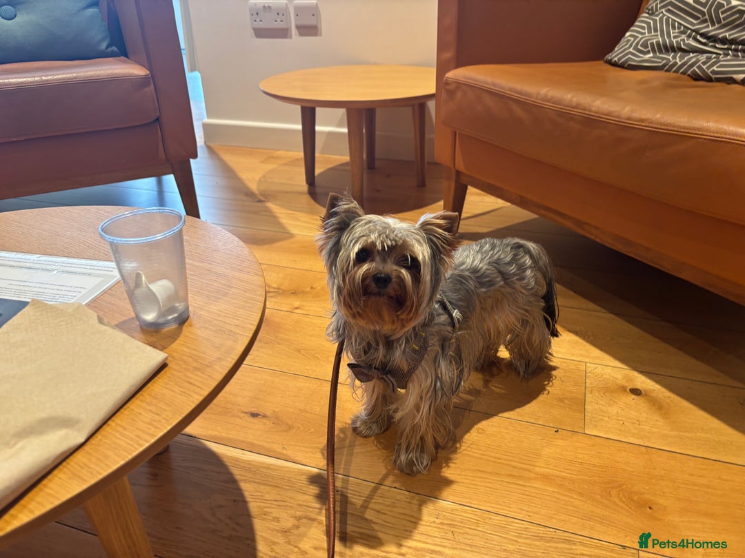 Yorkshire Terrier dogs for sale: Happy healthy Yorkshire terrier - Image 1