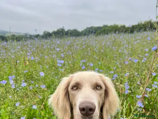 Weimaraner dogs Looking for Weimaraner Stud Dog - Advert 3