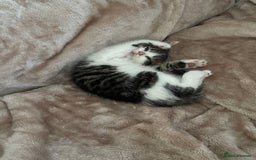 Domestic Shorthair cats for sale: All kittens are SOLD - Image 3