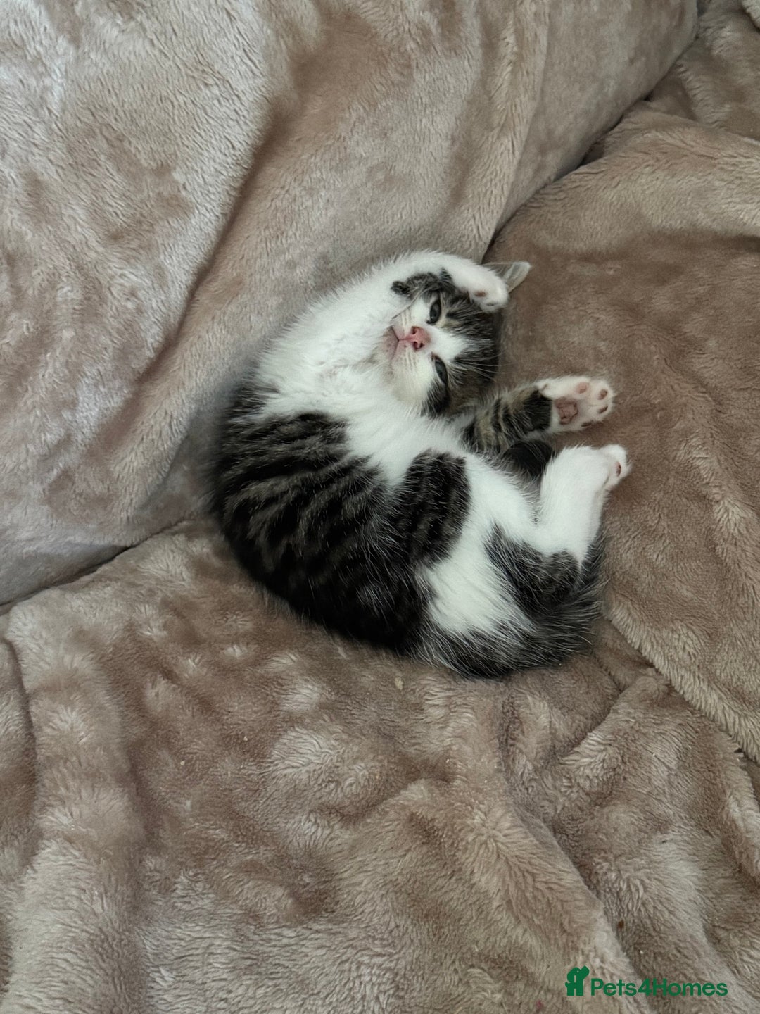 Domestic Shorthair cats for sale: All kittens are SOLD - Image 3