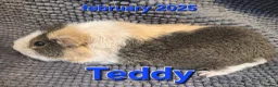 Guinea Pig rodents for sale: Guinea pigs looking for forever homes  - Advert 6
