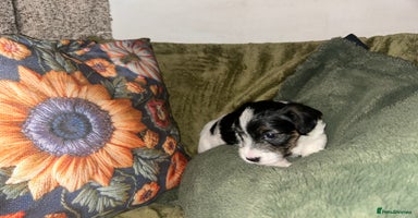 Sealyham Terrier dogs Sealyham terrier crosses 2 boys 1 girl available  - Advert 9