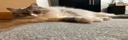 Siberian cats for sale: Retired Neva Siberian Queen  - Advert 4