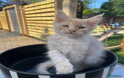 Maine Coon cats for sale: Cream Boys Available for forever homes  in Rushden - Image 2