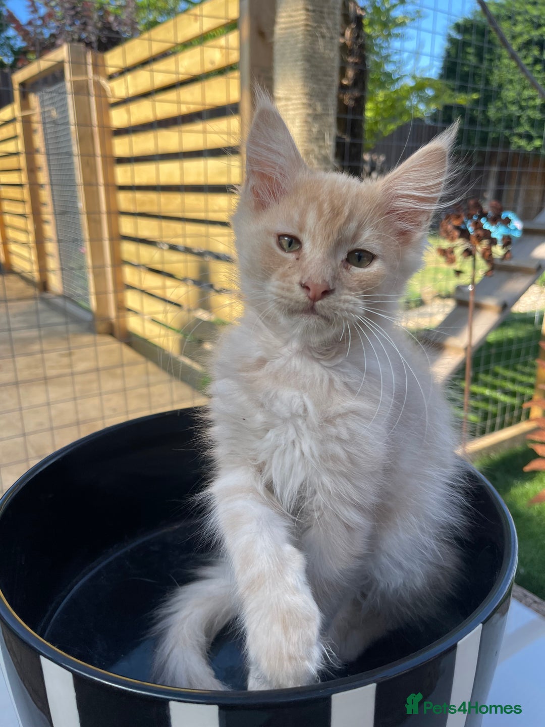 Maine Coon cats for sale: Cream Boys Available for forever homes  in Rushden - Image 2