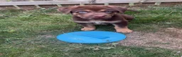 Mixed Breed dogs for sale: Chow chow x Belgian malinois  in Middlesbrough - Advert 3