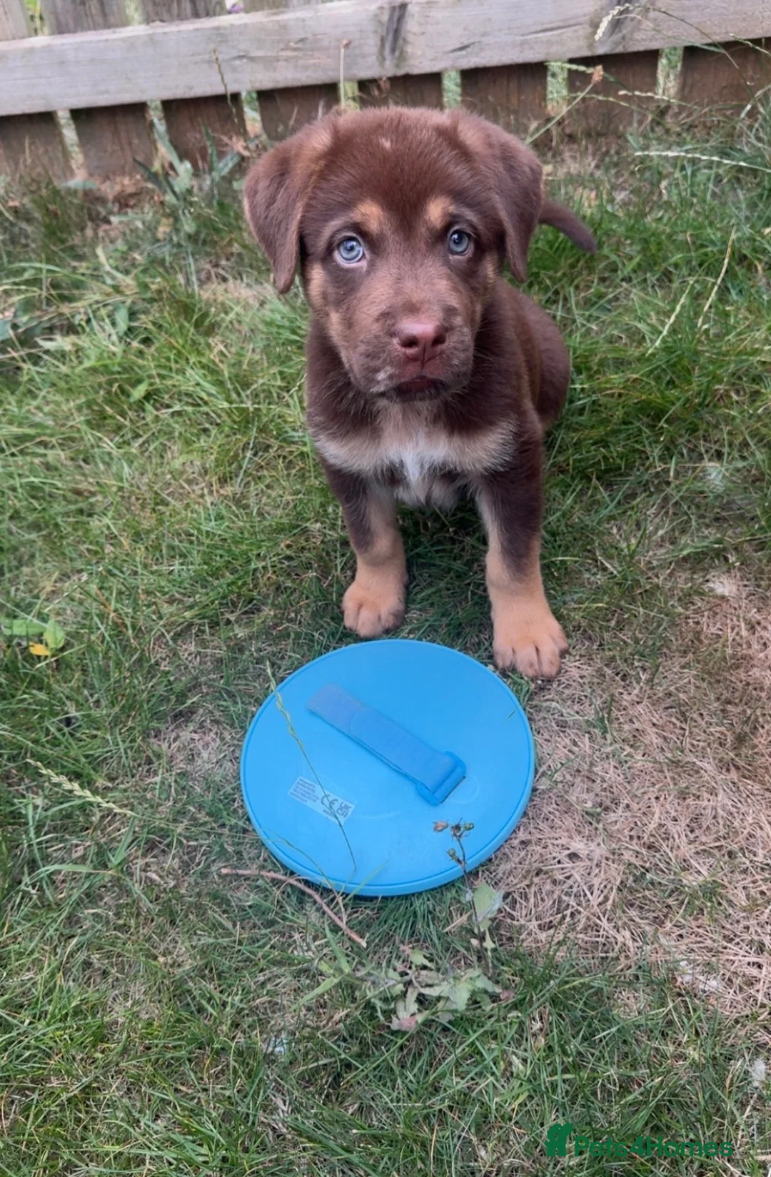 Mixed Breed dogs for sale: Chow chow x Belgian malinois  in Middlesbrough - Advert 3