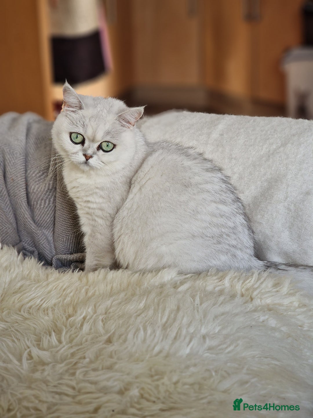 British Shorthair cats for sale: Pedigree British Short Hair Kittens  - Advert 9