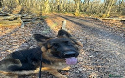 German Shepherd dogs for sale: Female German shepherd for sale - Image 1