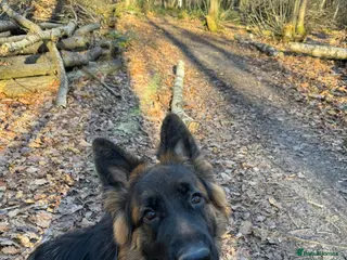 German Shepherd dogs Female German shepherd for sale - Advert 17