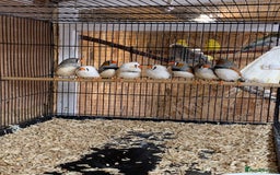 Finches birds for sale: Zebra finches male and female,male diamond dove - Image 9