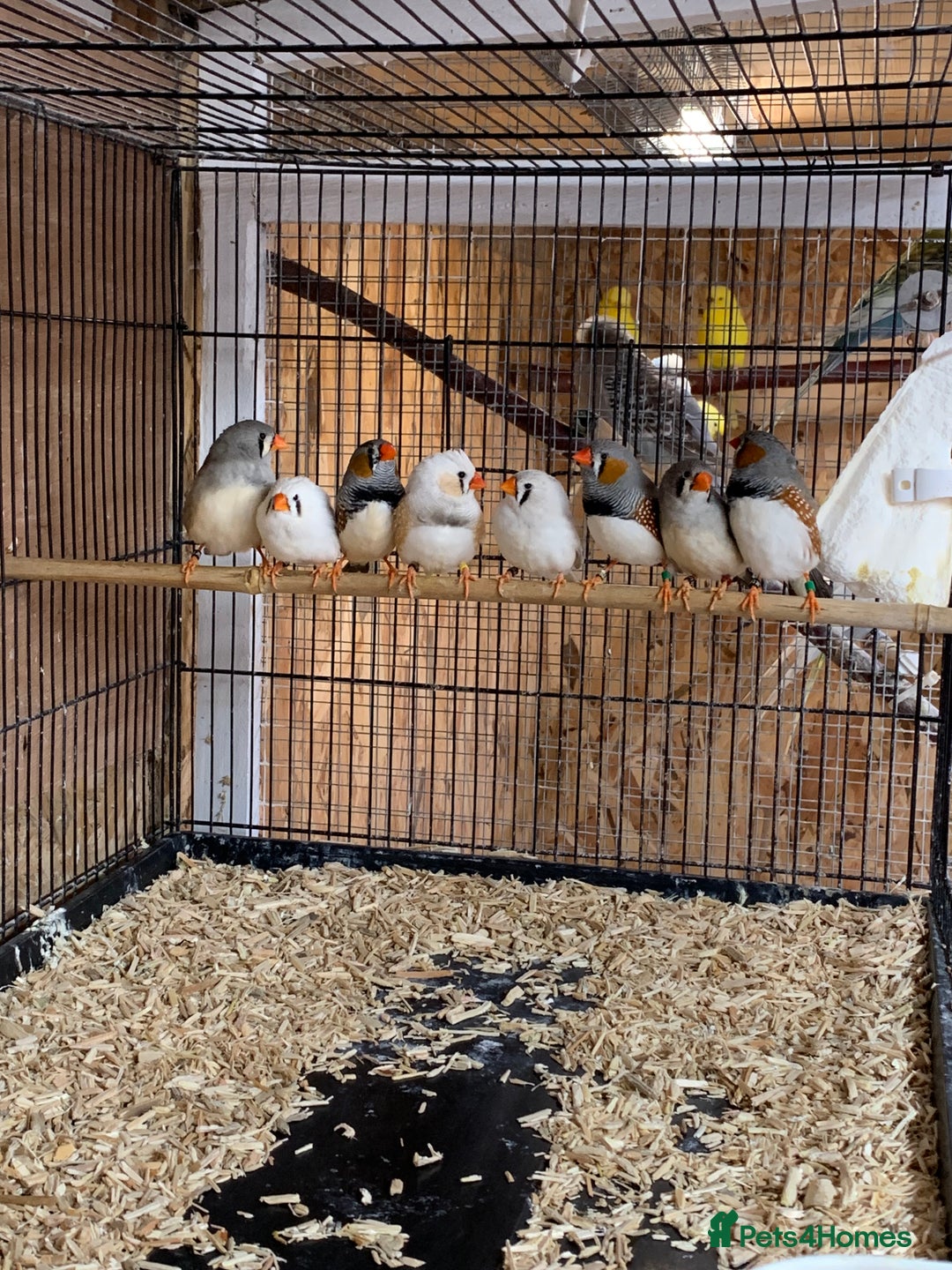 Finches birds for sale: Zebra finches male and female,male diamond dove - Image 9