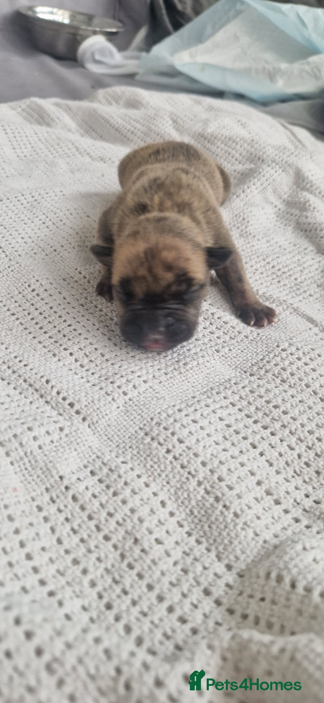 Mixed Breed dogs for sale: 8 Bully X Puppies  - Image 5