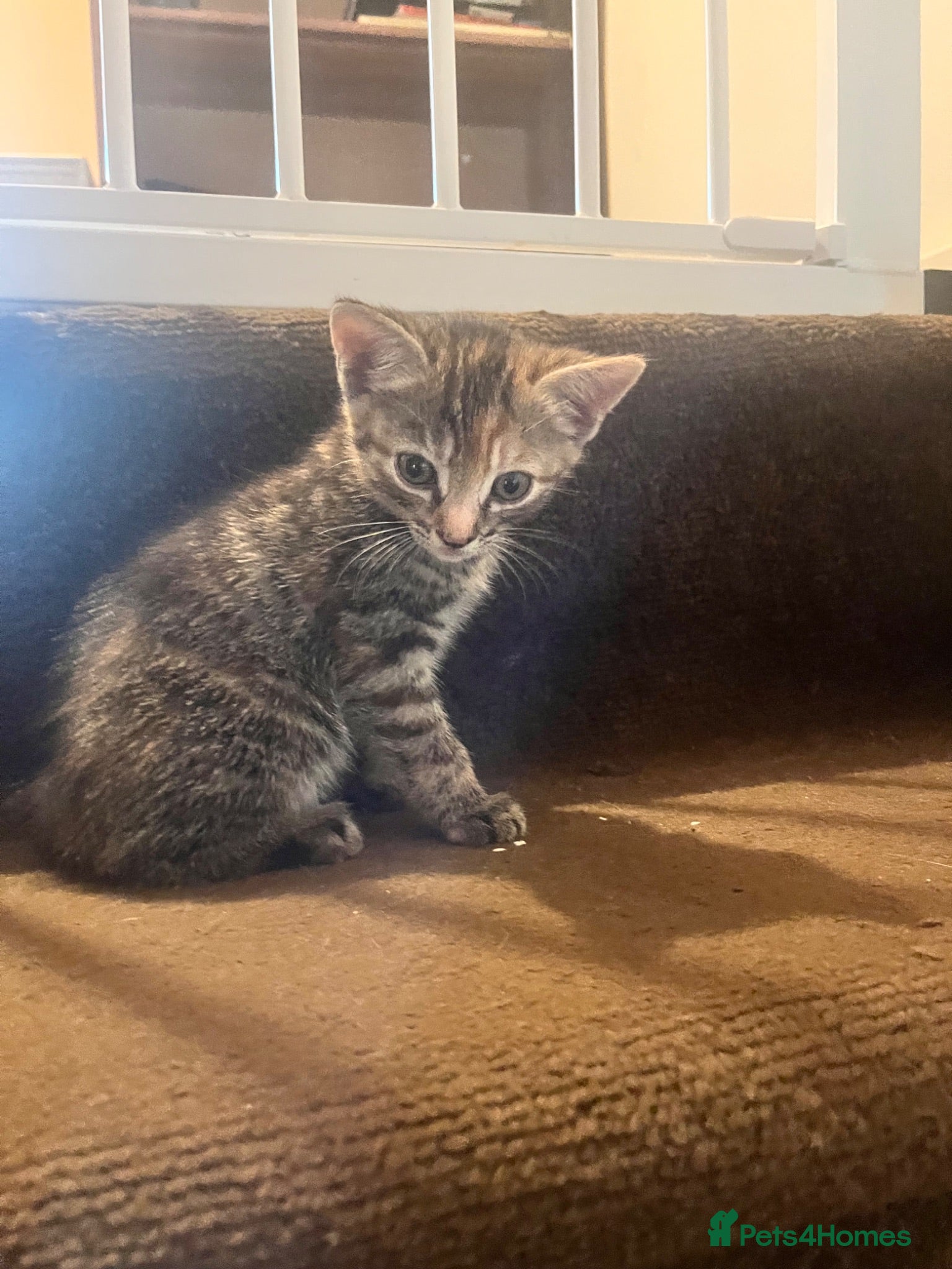 Mixed Breed cats 2 tabby girl kittens available  - Advert 1