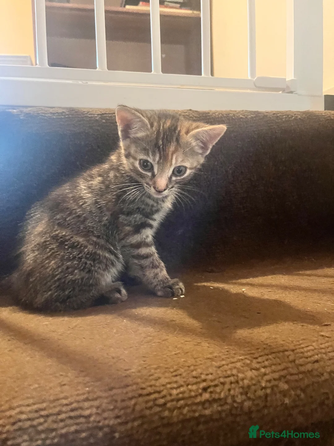 Mixed Breed cats for sale: 2 tabby girl kittens available  - Advert 1