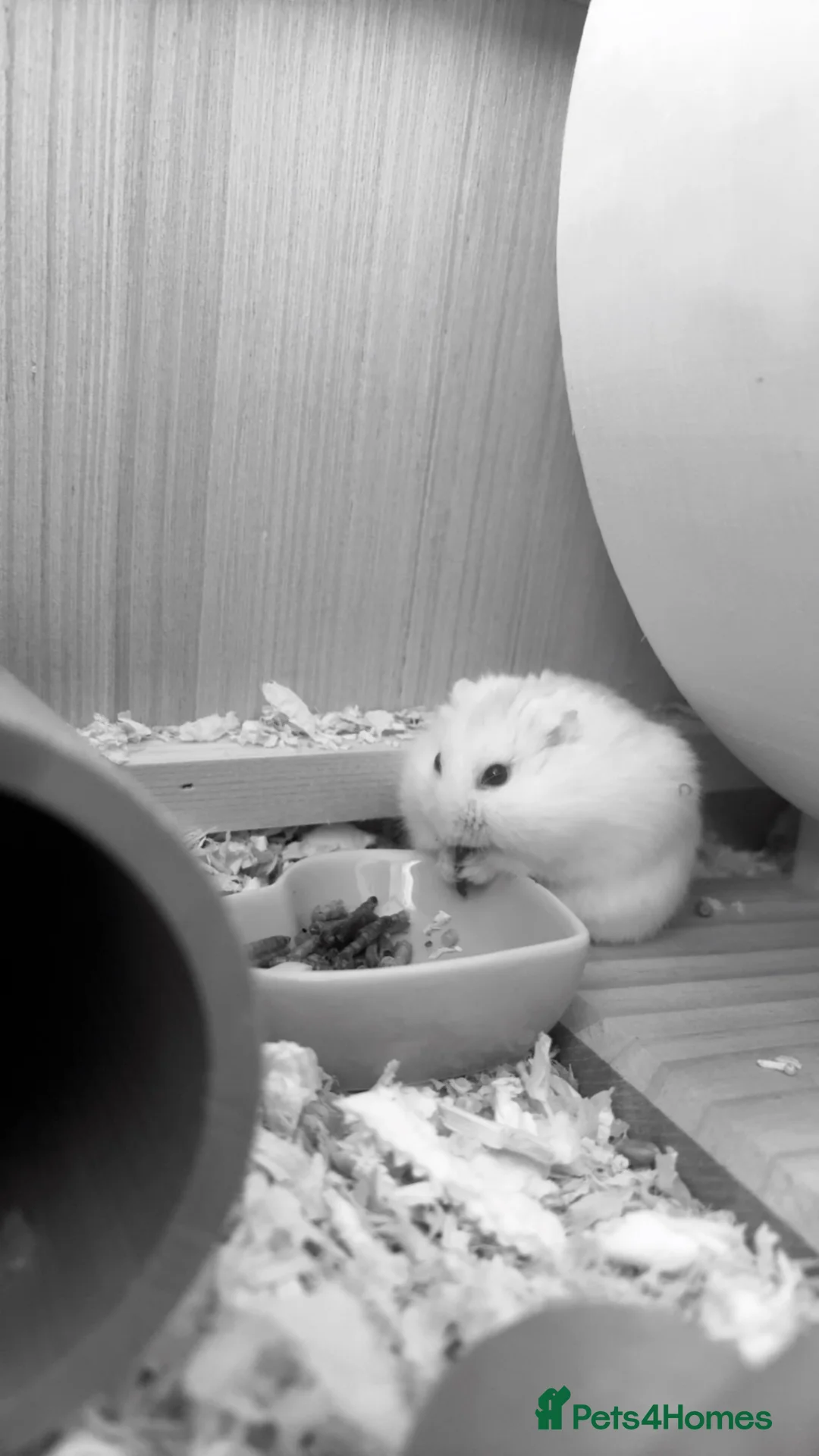 Hamster rodents for sale: Russian dwarf hamster  - Advert 2