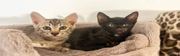 Savannah cats for sale: Stunning F3 Savannahs Last spotted girl - Advert 23